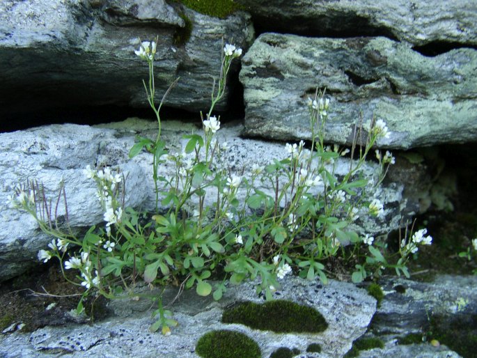 Cardamine resedifolia