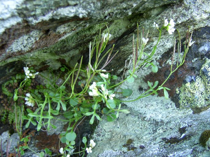 Cardamine resedifolia