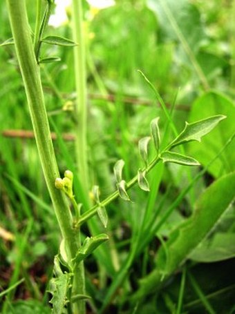 Cardamine pratensis