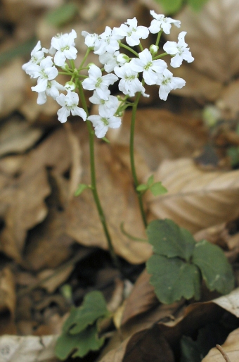 Cardamine trifolia