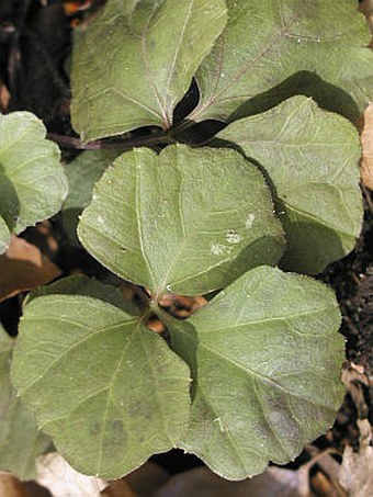 Cardamine trifolia