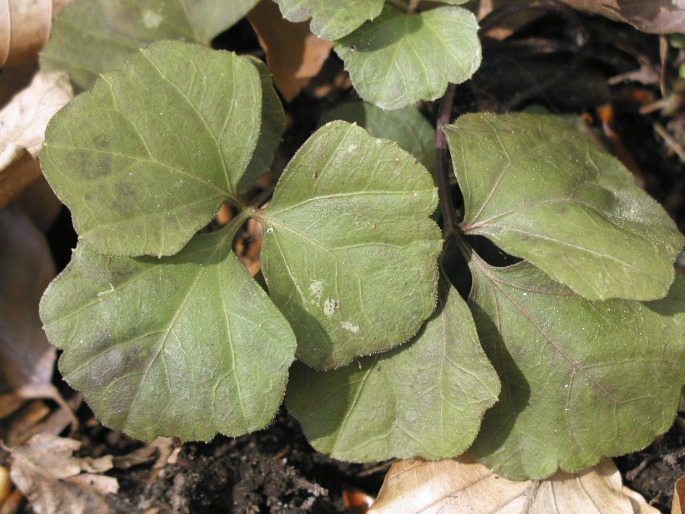 Cardamine trifolia