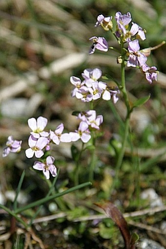 Cardaminopsis neglecta