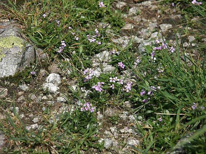 Cardaminopsis neglecta