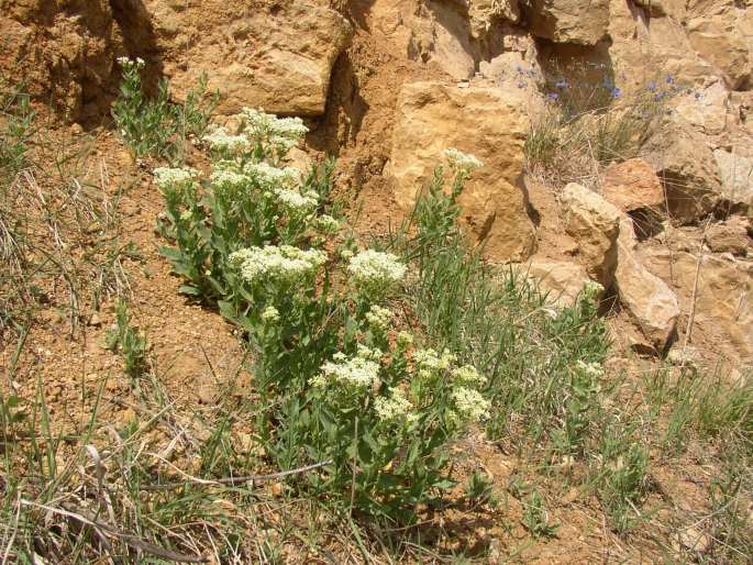 Cardaria draba