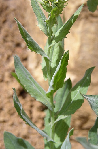 Cardaria draba