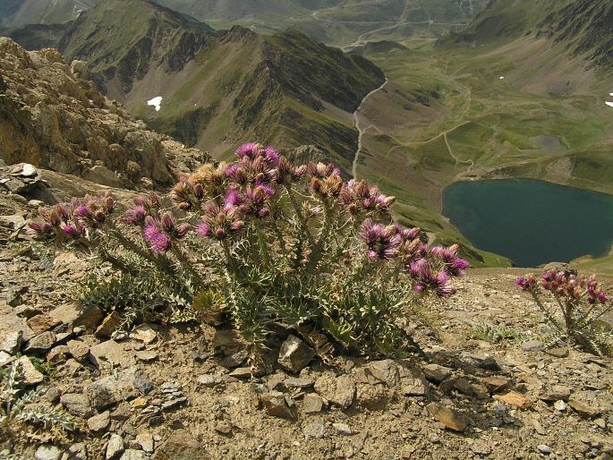 Carduus carlinoides