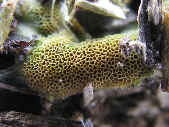 Ceratiomyxa porioides