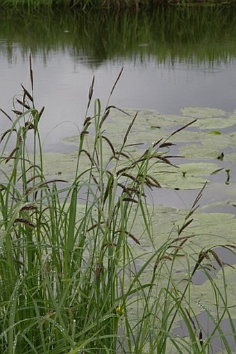 Carex acuta