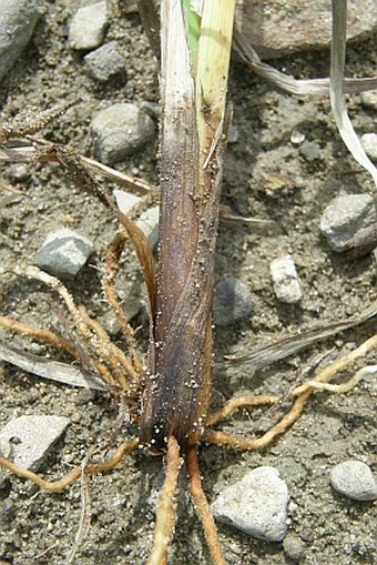 Carex acuta