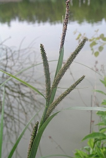 Carex acuta