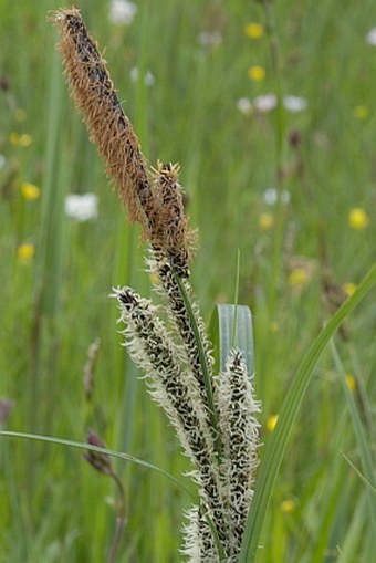 Carex acuta