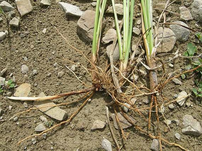 Carex acuta