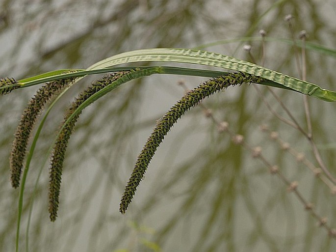 Carex acuta