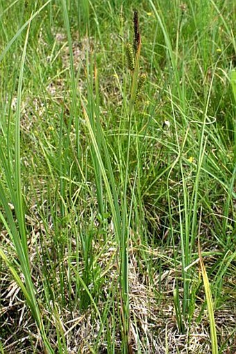 Carex acutiformis