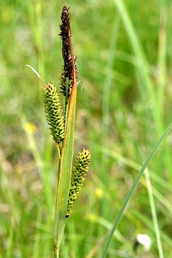 Carex acutiformis