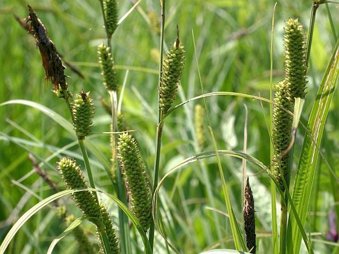 Carex acutiformis