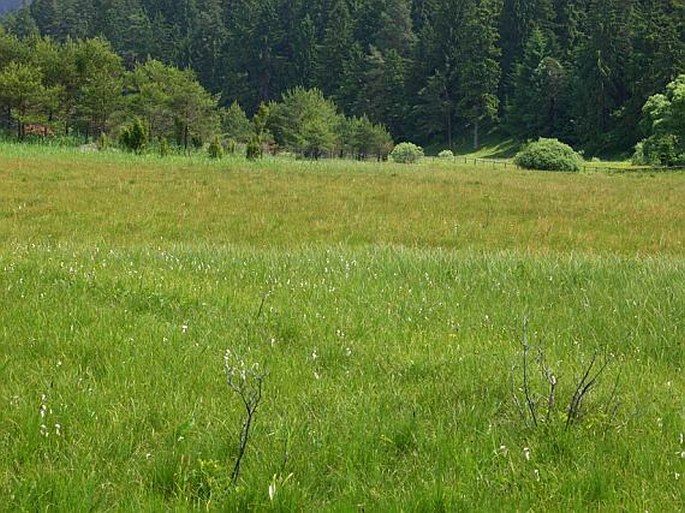 Carex acutiformis