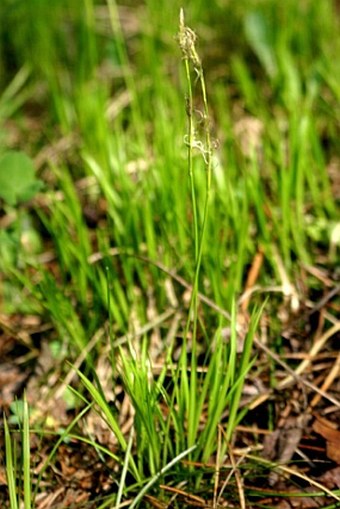 Carex alba