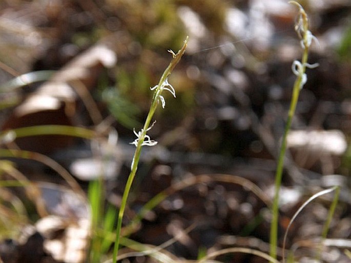 Carex alba