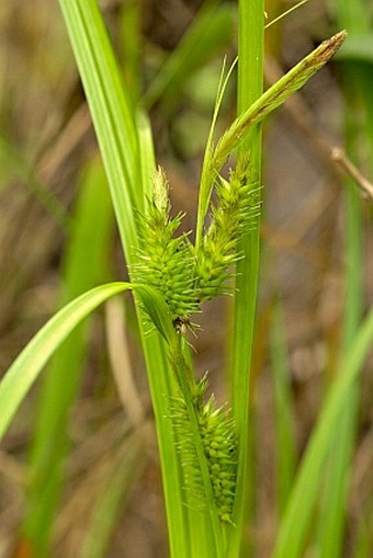 Carex antoniensis