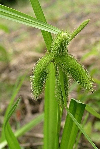 Carex antoniensis