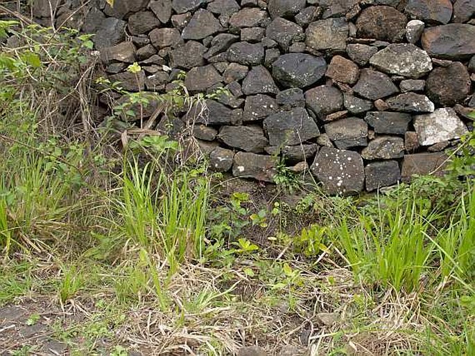 Carex antoniensis