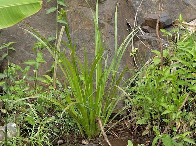 Carex antoniensis