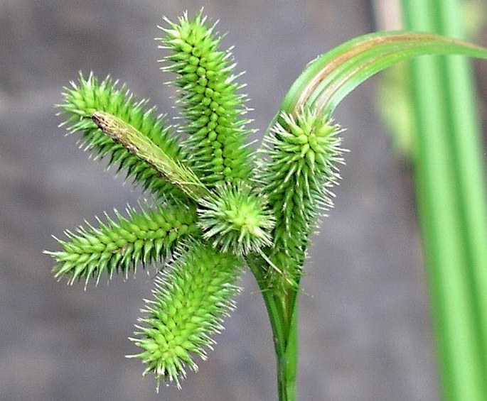 Carex antoniensis