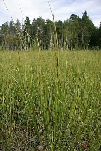 Carex aquatilis