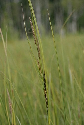 Carex aquatilis