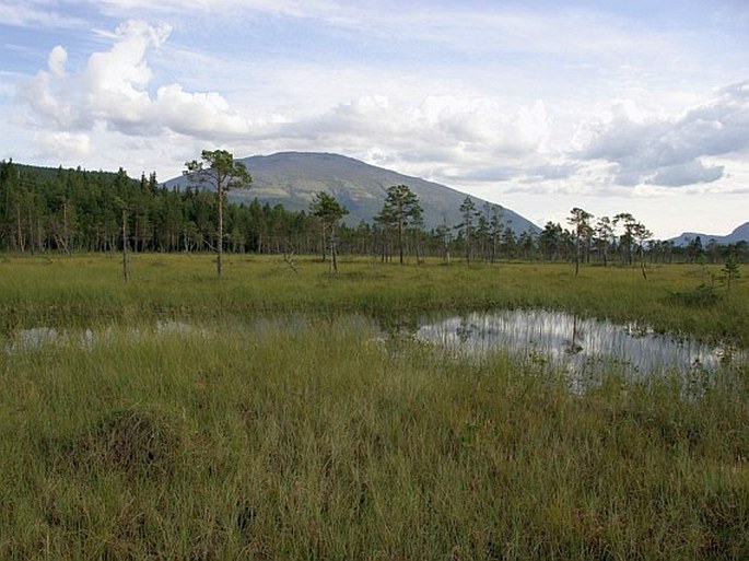 Carex aquatilis