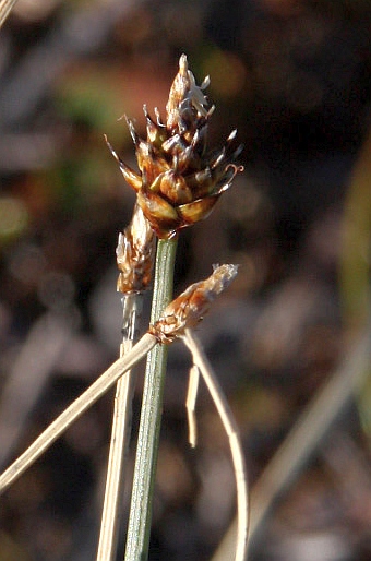 Carex arctogena