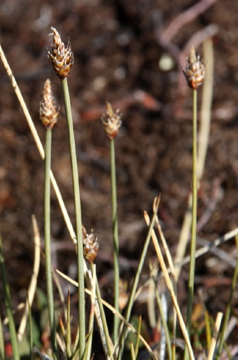 Carex arctogena