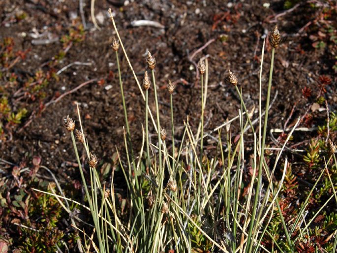 Carex arctogena