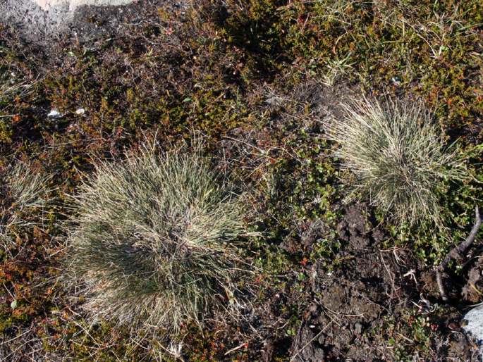 Carex arctogena