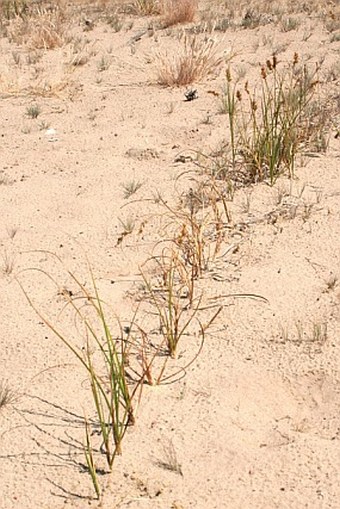 Carex arenaria