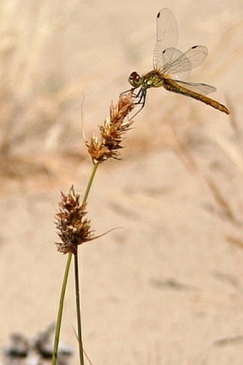 Carex arenaria