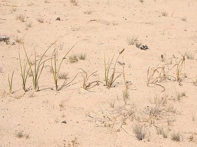 Carex arenaria