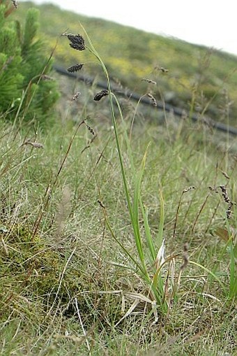 Carex aterrima