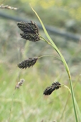 Carex aterrima