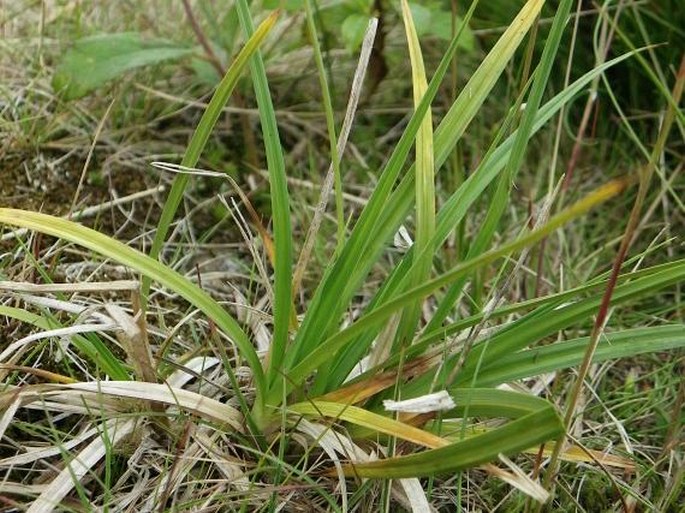 Carex aterrima