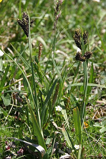 Carex atrata