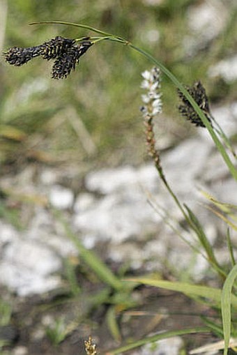 Carex atrata