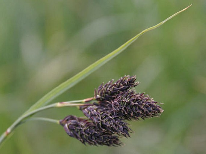 Carex atrata