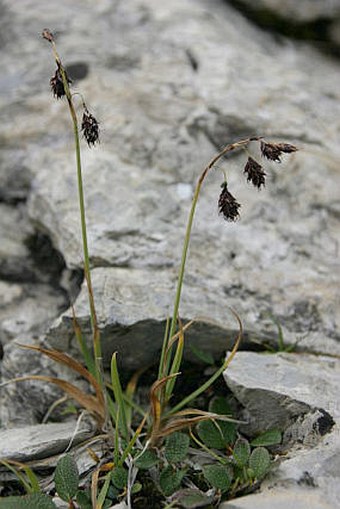 Carex atrofusca