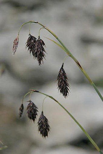 Carex atrofusca