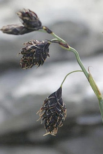 Carex atrofusca