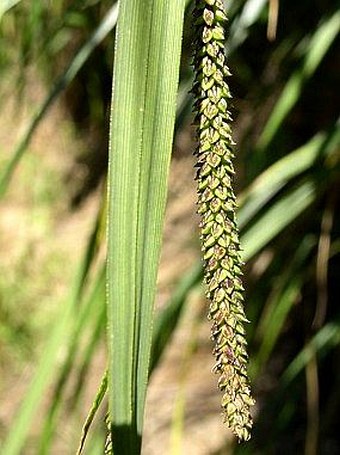 Carex buekii