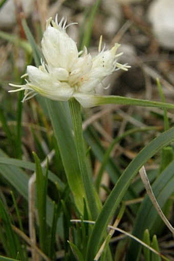 Carex baldensis